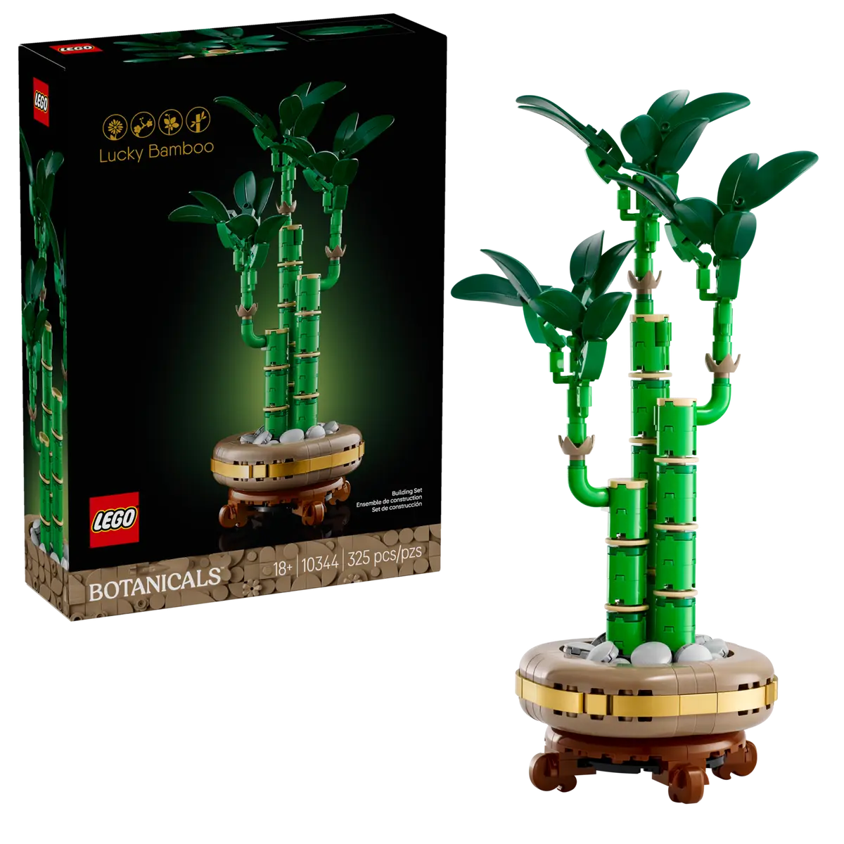 Lucky Bamboo