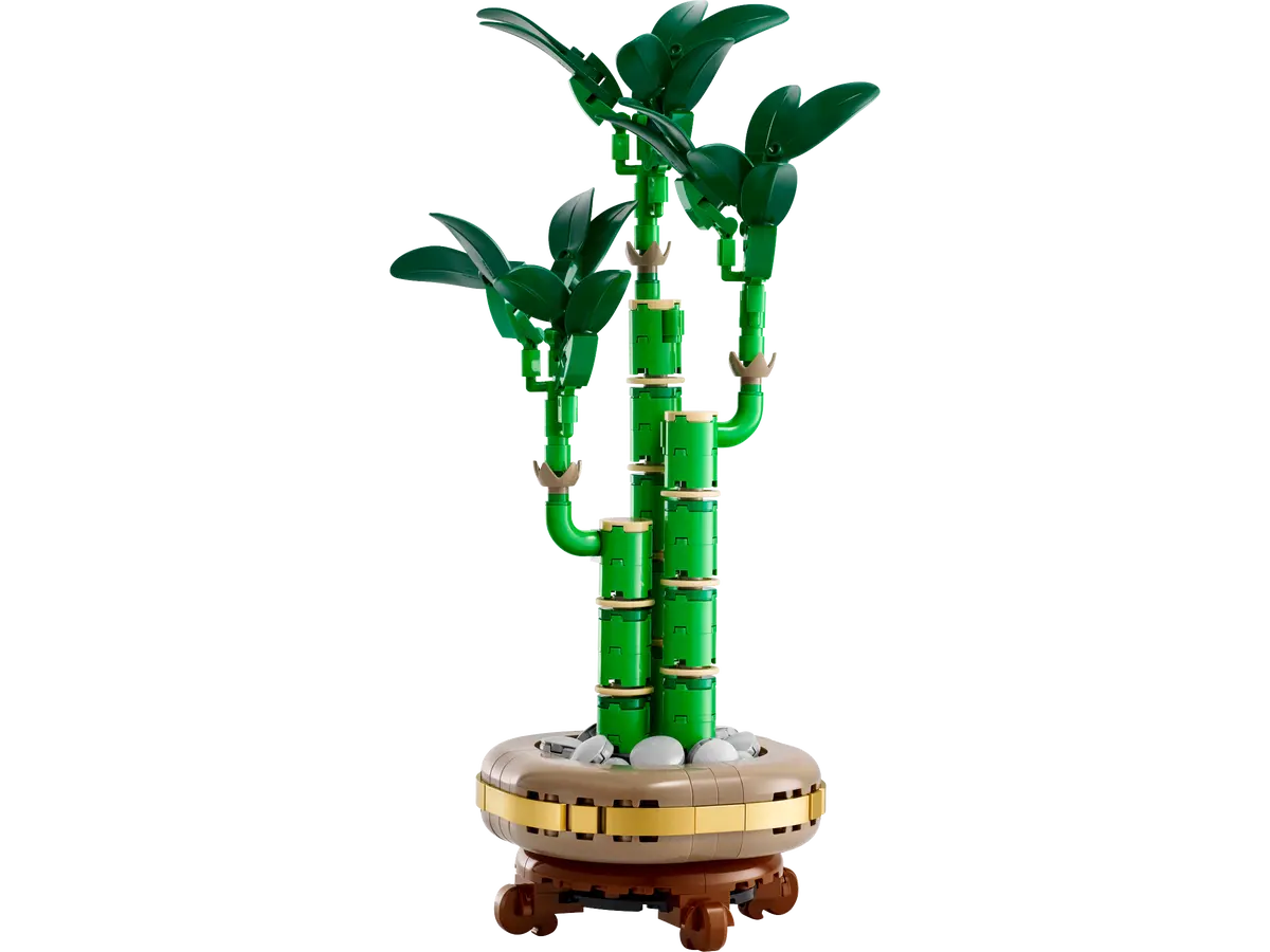 Lucky Bamboo